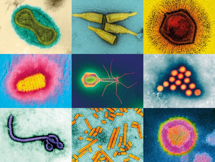 virus