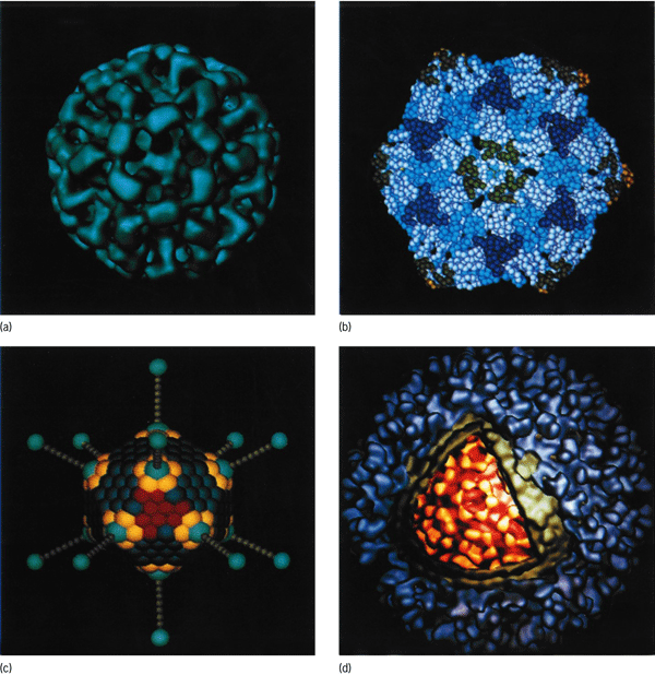 virus